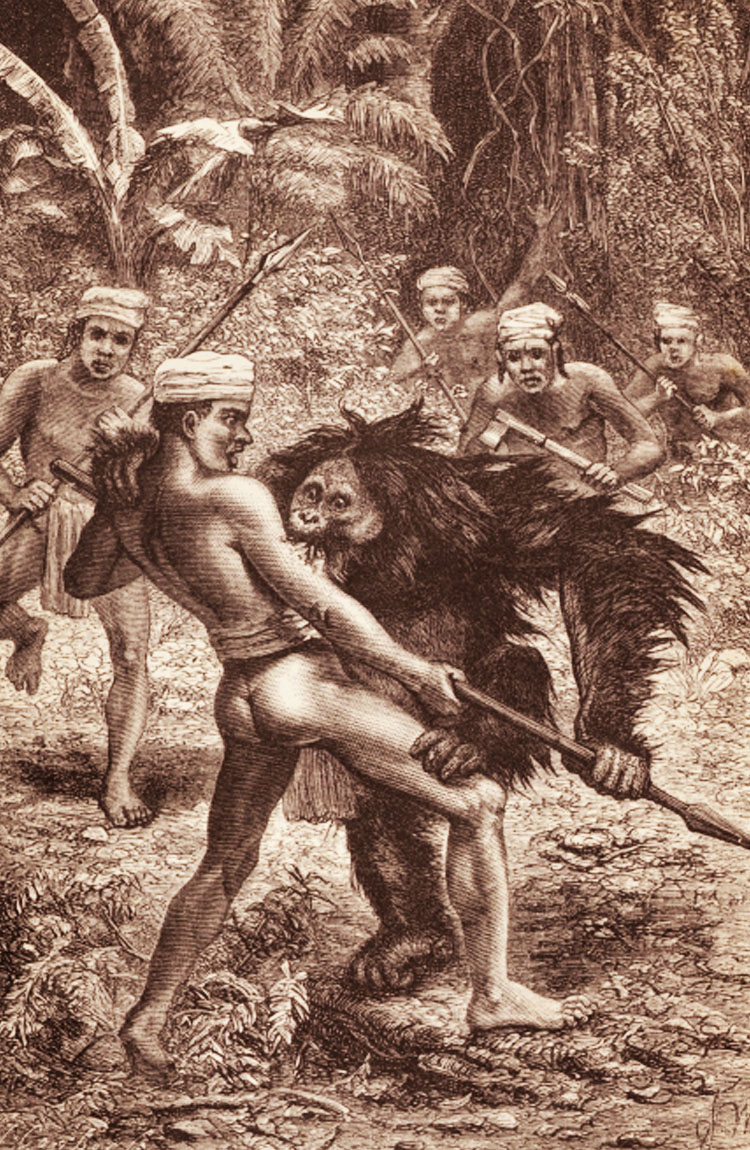 Orang Utan Attacked by Dyaks, salah satu ilustrasi dalam buku The Malay Archipelago: The land of the orang-utan, and the bird of paradise. A narrative of travel, with studies of man and nature (1869) - (Sumber: darwin-online.org.uk)