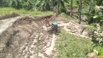 Rijal Siswa SDN Bojongjaya Cintawangi Bantu Ayah Olah Sawah Operasikan dengan Traktor