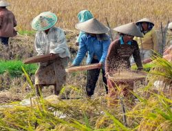 Tidak Impor Beras, Kuncinya Ada di Produksi