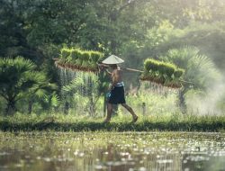 Jangan Cengeng, Tetap Optimis Meraih Swasembada Pangan