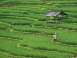 Menjawab Panen di Musim Hujan