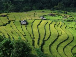 Mau Swasembada Beras atau Swasembada Pangan?
