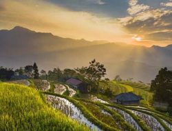 Bulog Mestinya Berperan: Memberi Beras atau Pangan?
