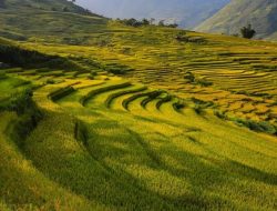 Berjaga – Jaga Soal Beras