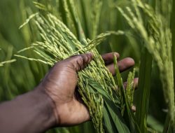 Suara Bulog Soal Harga Gabah Di Petani Dibawah Hpp