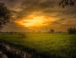 Petani Beras, Mengapa Tidak?