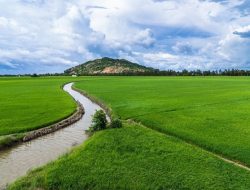 Teka Teki Produksi Beras 2025