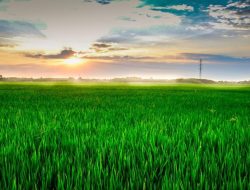 Tekad Menyetop Impor Beras 2025
