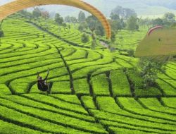 Wisata Paralayang Bukit Santiong Kawasan Cicadas Subang , Sajikan Panorama Kebun Teh yang Elok