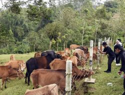 Mini Ranch Sapi Pasundan, Wisata Edukasi dan Alam Ciamis Serasa di New Zealand