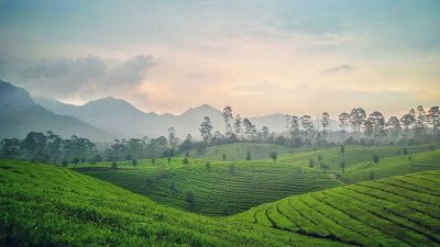 Karisma Hortikultura Jawa Barat
