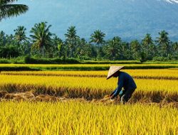 Kiprah Bulog Mewujudkan Ketahanan Pangan yang Kuat