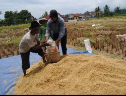 Dari “Petani Gabah”, Menuju “Petani Beras”