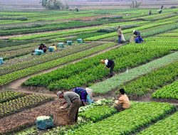 Reformasi Agraria & Akses Lahan Untuk Petani