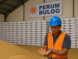 Tip Bagi Perum Bulog : Stop Menyerap Gabah Basah