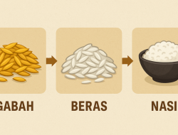 Jadilah “Petani Beras”!
