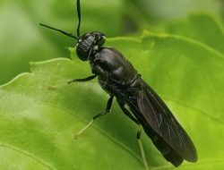 Ignoransi dari Nilai Seekor Lalat hingga Satu Juta Ton Sampah: Filsafat Ekonomi BSF di Nusantara