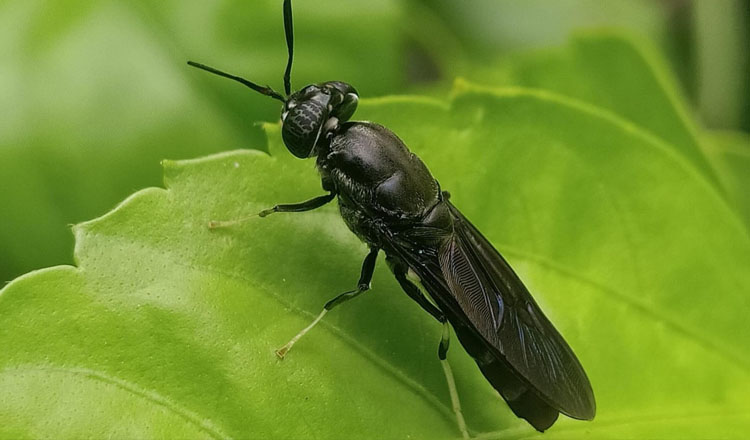Black Soldier Fly (Hermetia Illucence) - (Sumber: Agus Pakpahan)