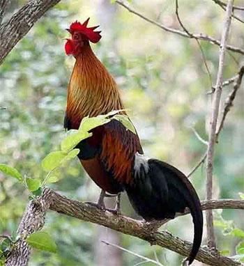 Merah Kasintu
