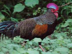 Cangehgar, Kasintu, dan Ayam Kampung