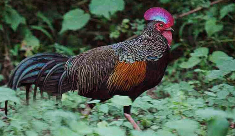 Hijau Canghegar