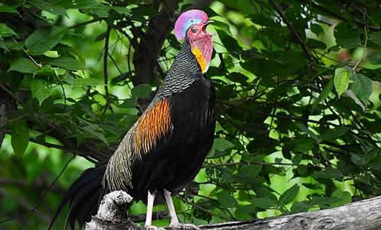 Hijau Cangehgar