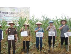 Program Ketahanan Pangan, Wadan Lantamal IV Batam Hadiri Panen Jagung di Pulau Galang
