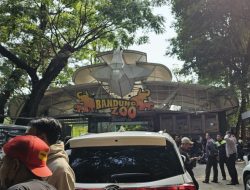 Konflik Kian Panas di Kebun Binatang Bandung, Gerbang Dijebol Massa, Adu Jotos, Hewan Kelaparan
