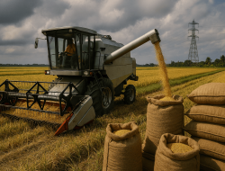 Dinamika dan Kisruh Dunia Perberasan 2025