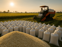 Keren, Produksi Beras Juli 2025 Meningkat 14%