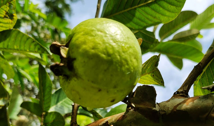 jambu batu (Psidium guajava)