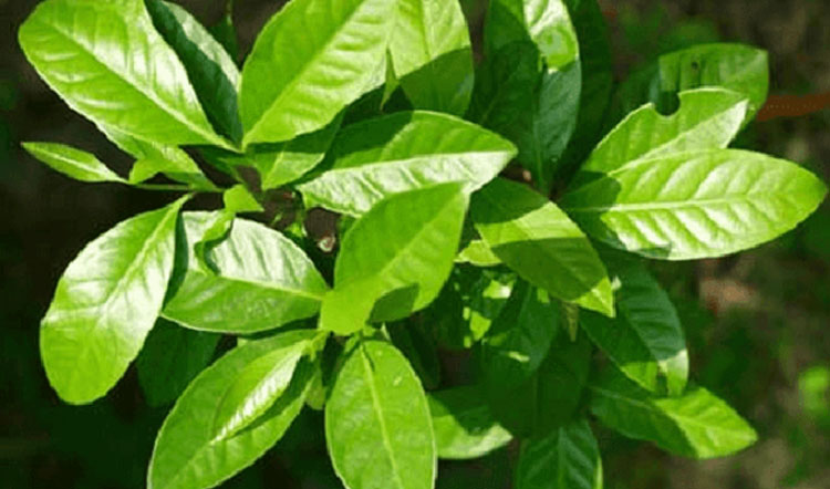 Daun Salam