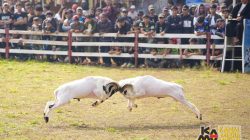Seni Ketangkasan Domba Garut