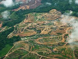 Menganggap Sawit Bisa “Menggantikan” Hutan adalah Kekeliruan Besar
