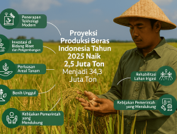 2025 : Produksi Beras Tertinggi dalam Sejarah