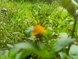 “HÂMID” — Nu Nyampurnakeun Pujian