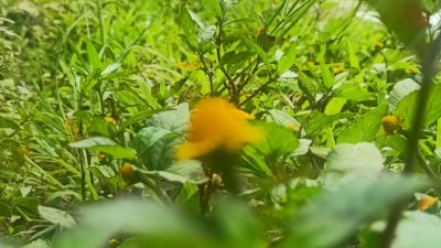 “HÂMID” — Nu Nyampurnakeun Pujian