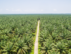 Membalik Arus Sejarah Perkebunan Kelapa Sawit Petani: Sintesis Model Keling Kumang dalam Kerangka Tropikanisasi–Kooperatisasi Kelapa Sawit Petani