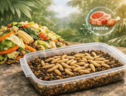 Rasio yang Membalikkan Peta : Efisiensi, Lahan, dan Masa Depan Protein Tropis dalam Perspektif Biofisik dan Biomolekuler