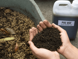 Dari Sampah Menjadi Kesuburan dan Peradaban : Biokonversi Larva Black Soldier Fly untuk Pupuk Organik, Pupuk Hayati, dan Penyelamatan Tanah Tropis