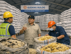 Beras, Menumpuk di Gudang Bulog