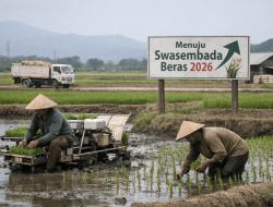 Jangan Kendor Mewujudkan Swasembada Beras Berkelanjutan
