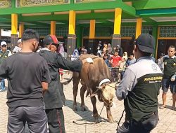 14 Ekor Sapi Dan 59 Ekor Kambing, Warga Perum GMP Duriangkang Sei Beduk Berqurban Di Masjid Al Mujahidin