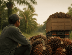 Mengapa Indonesia Menjadi Produsen Utama Kelapa Sawit Dunia Tetapi yang Menentukan Nilainya Pihak Asing?