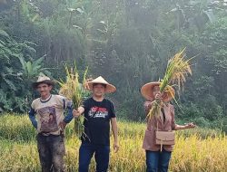 Panen Raya Padi Petani Nagrak Kampung Pojok, Pemilik Kagum Lihat Sawah Dan Padi Menguning 