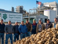 American Crystal Sugar Company: Dari Perusahaan Swasta Besar Listed di New York Stock Exchange Bangkrut dan Menjadi Koperasi Petani Gula Amerika