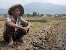 Membengkaknya Petani Gurem
