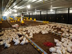 Usaha Ternak Ayam BUMDes BJB Cihanjuang, Ikhtiar Pemberdayaan Ekonomi Masyarakat Desa