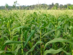 Kabupaten Garut Pemasok Jagung Terbesar di Jawa Barat