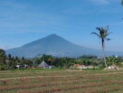 Dukung Ketahanan Pangan, Dispertan Kabupaten Garut Tanam Singkong Seluas 30.000 untuk Bahan Bioetanol